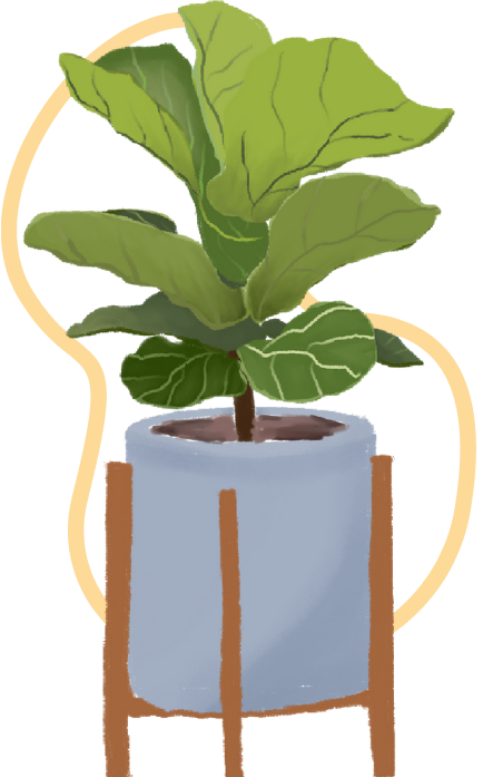 fiddle leaf fig