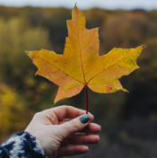 holding leaf