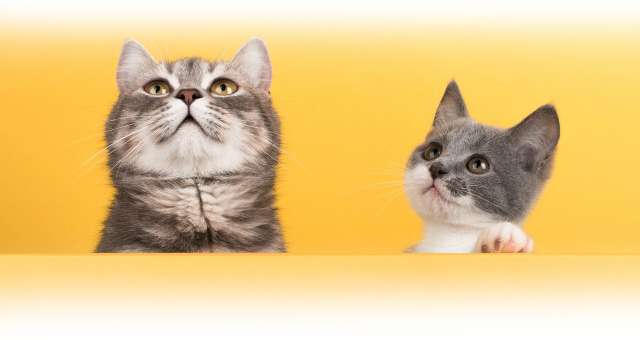 Cats Image Banner