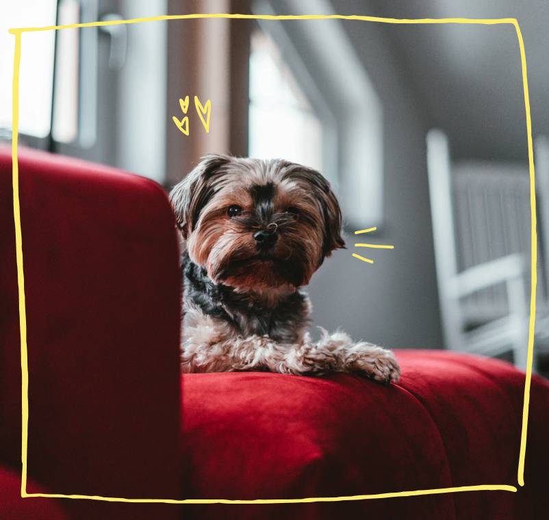 Dog on a red sofa