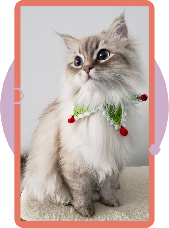 cat with Christmas Decoration