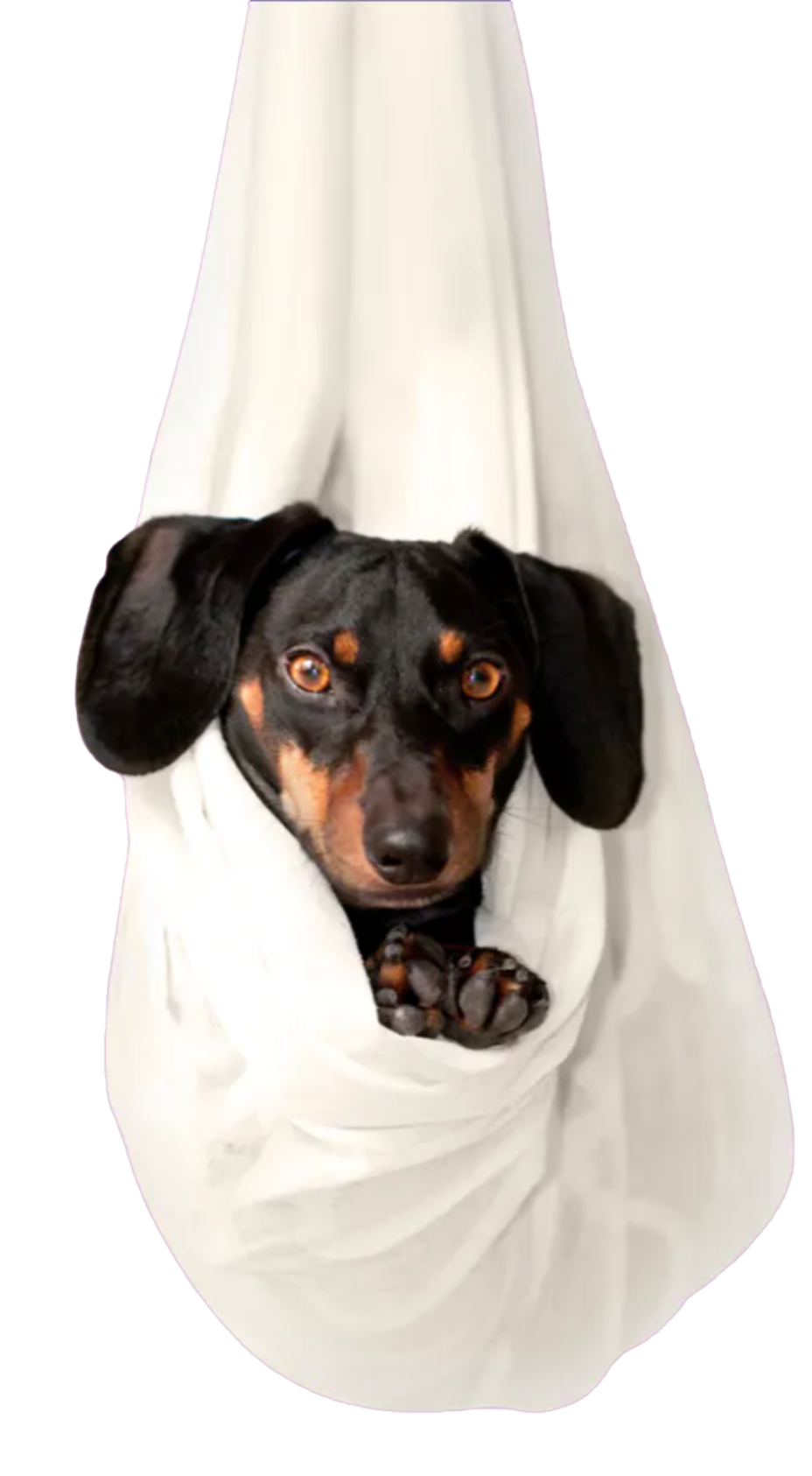 Cute dog in sheet