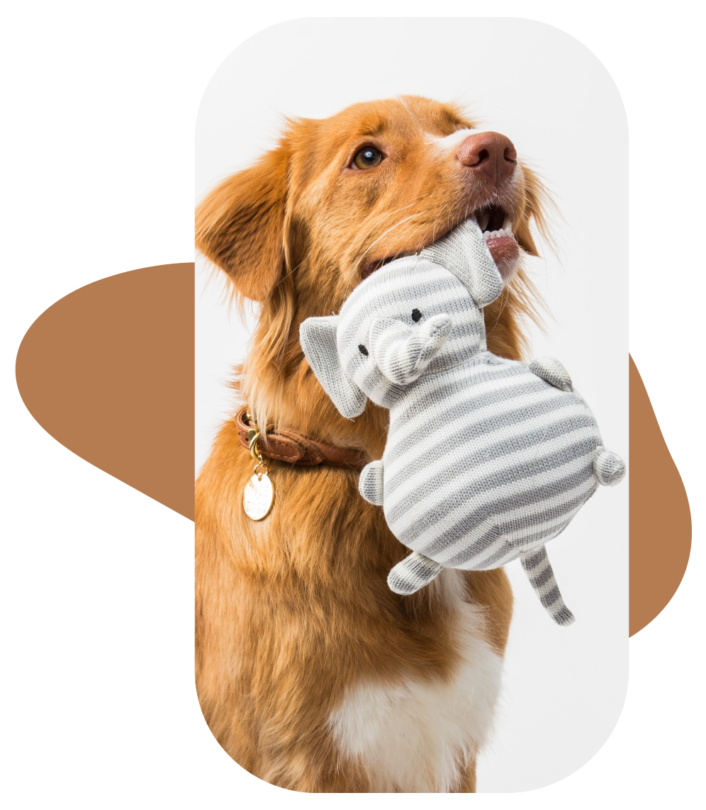 Dog with a toy