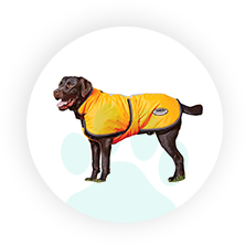 yellow_dog_jacket