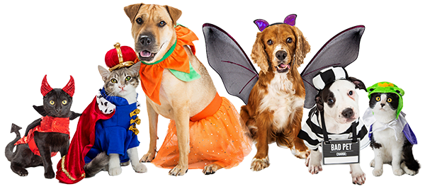 pets_in_colorful_costumes